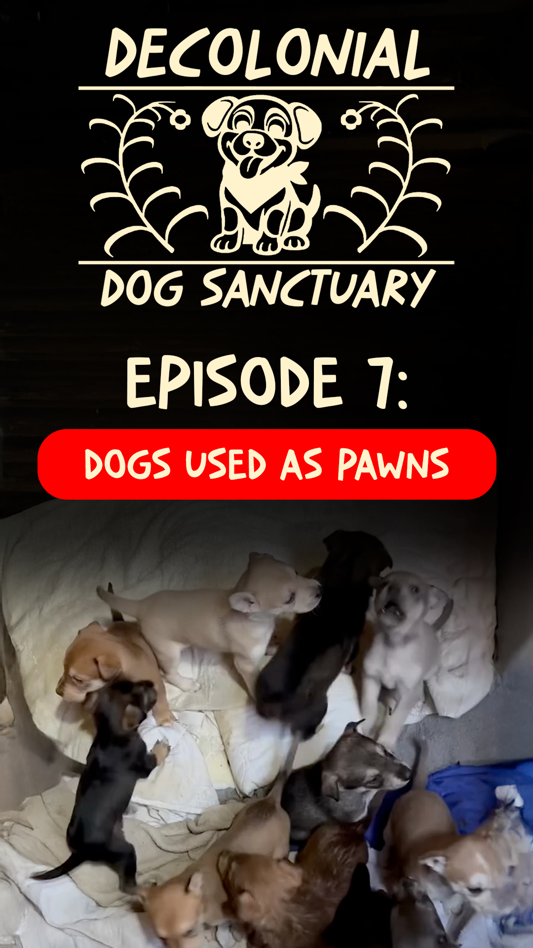 Episode Seven – Dogs used as pawns
